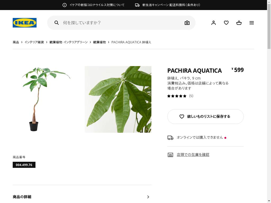 PACHIRA AQUATICA 鉢植え - パキラ 9 CM