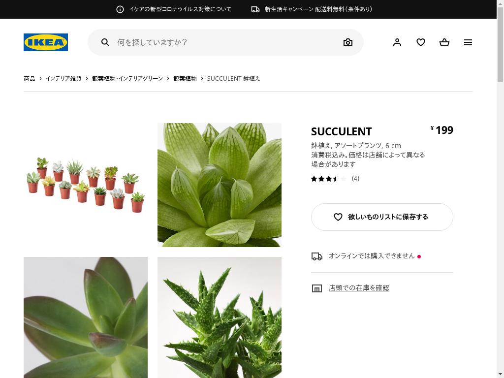 SUCCULENT 鉢植え - アソートプランツ 6 CM