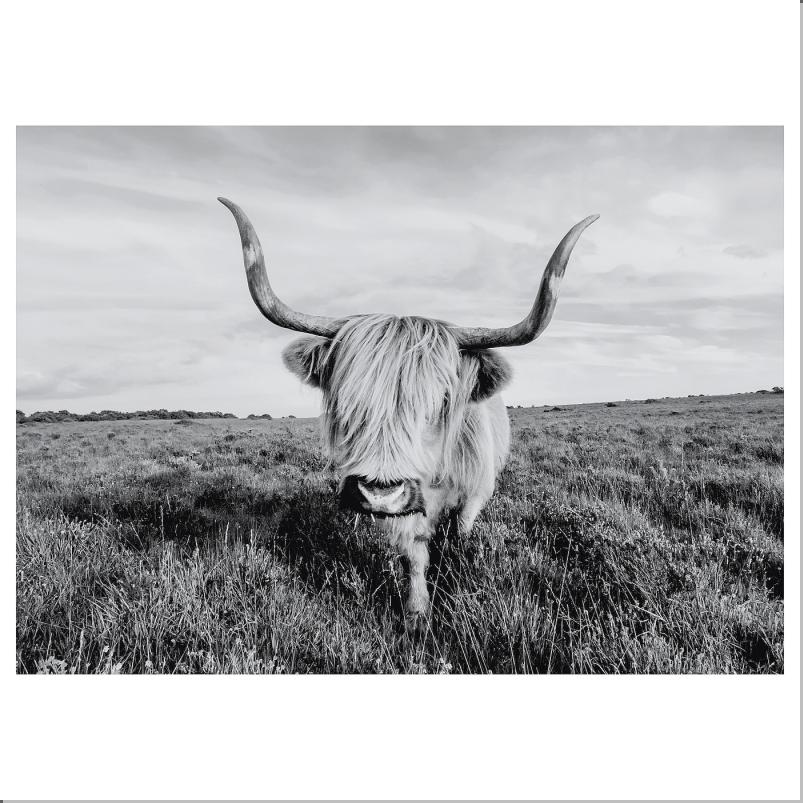 BJÖRKSTA ビョルクスタ アート - 好奇心いっぱいのウシ 140x100 cm