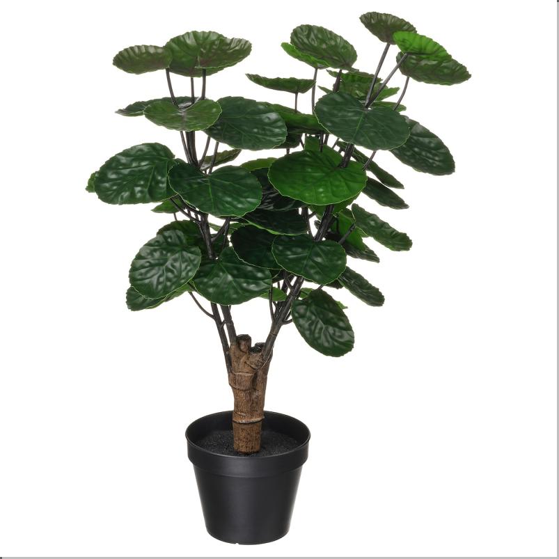 FEJKA フェイカ 人工観葉植物 - 室内/屋外用 アラリア 12 cm