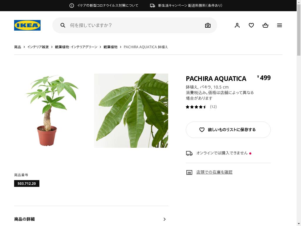 PACHIRA AQUATICA 鉢植え - パキラ 9 CM