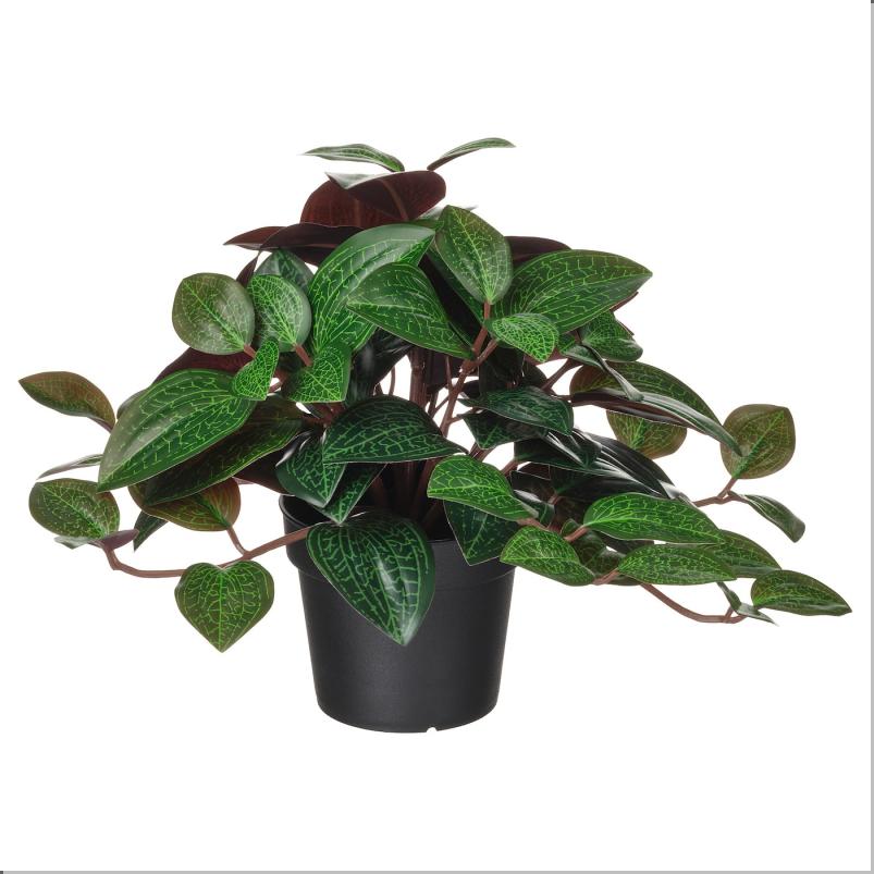 FEJKA フェイカ 人工観葉植物 - 室内/屋外用 ジュエルオーキッド 9 cm