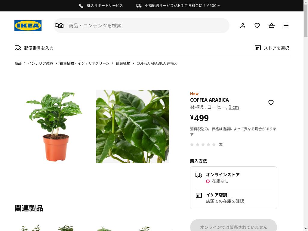 COFFEA ARABICA 鉢植え - コーヒー 9 cm