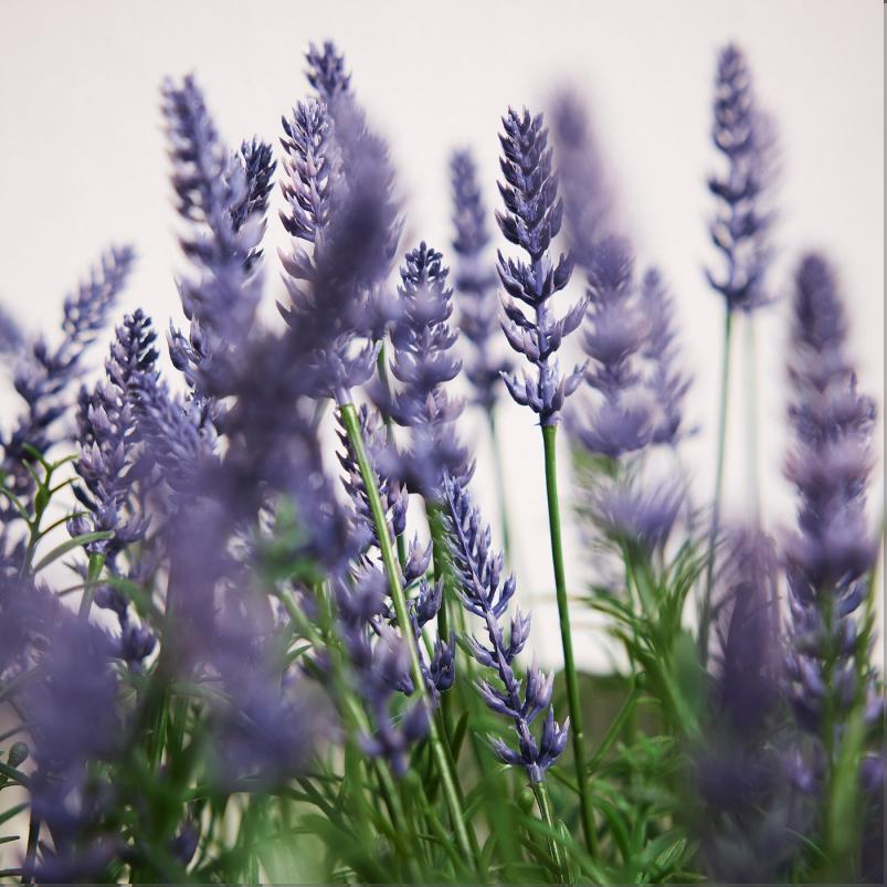 FEJKA フェイカ 人工観葉植物 - 室内/屋外用/ラベンダー ライラック 12cm